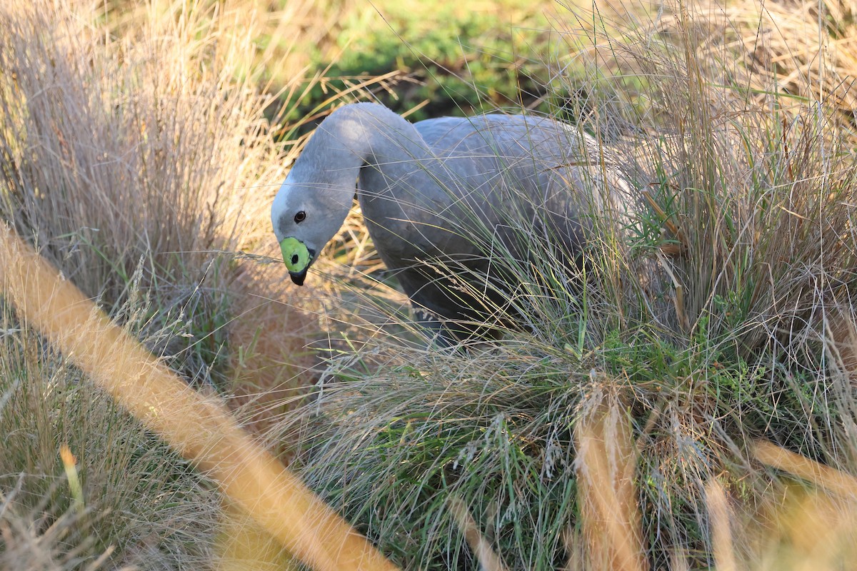 Céréopse cendré - ML638335982