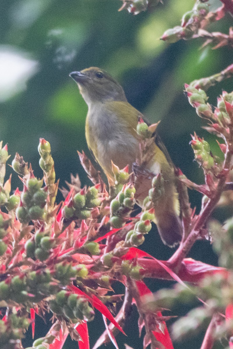 Yellow-throated Euphonia - ML638335999