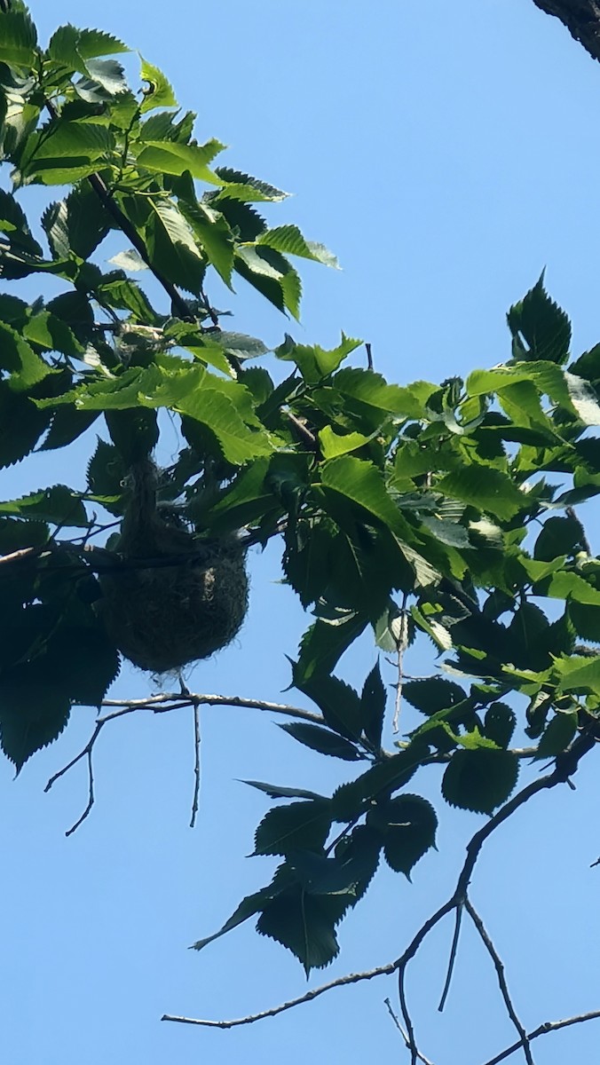 Baltimore Oriole - ML638336010