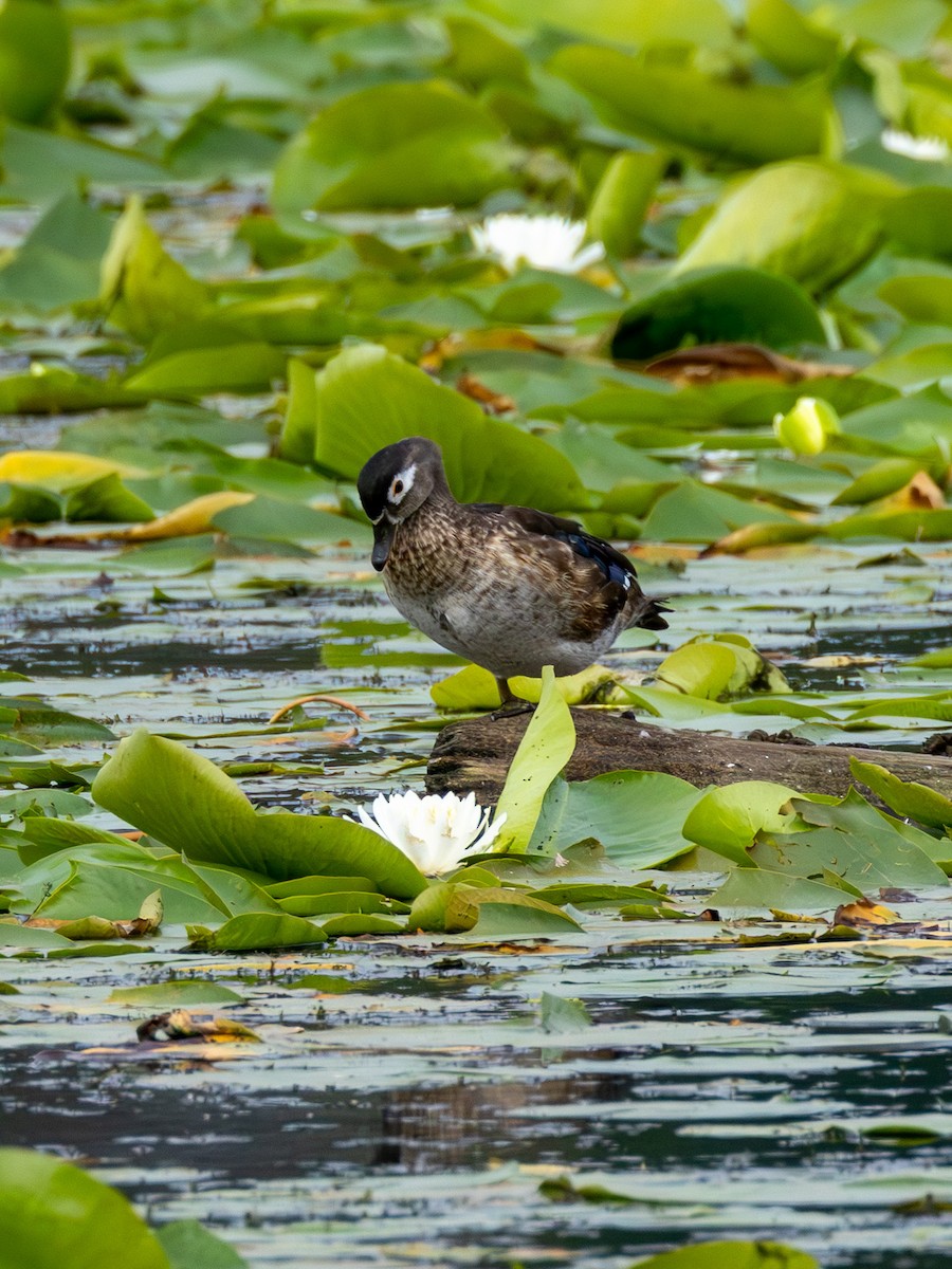 Pato Joyuyo - ML638336021