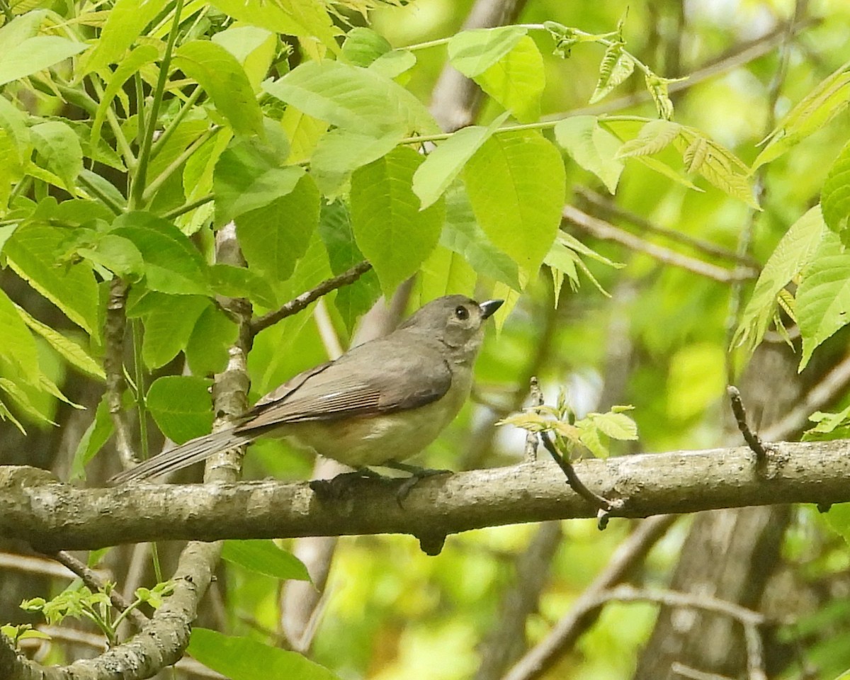 Tufted Titmouse - ML638336034