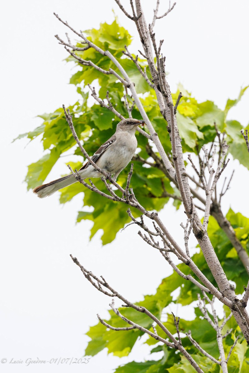 Northern Mockingbird - ML638336093