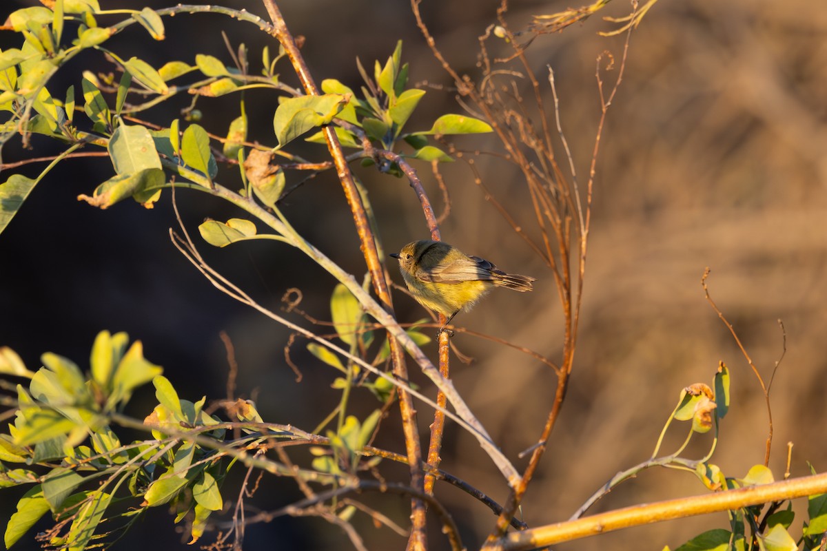 Yellow Thornbill - ML638336100