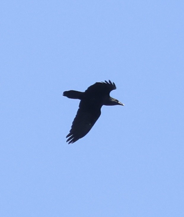 Common Raven - ML638336102