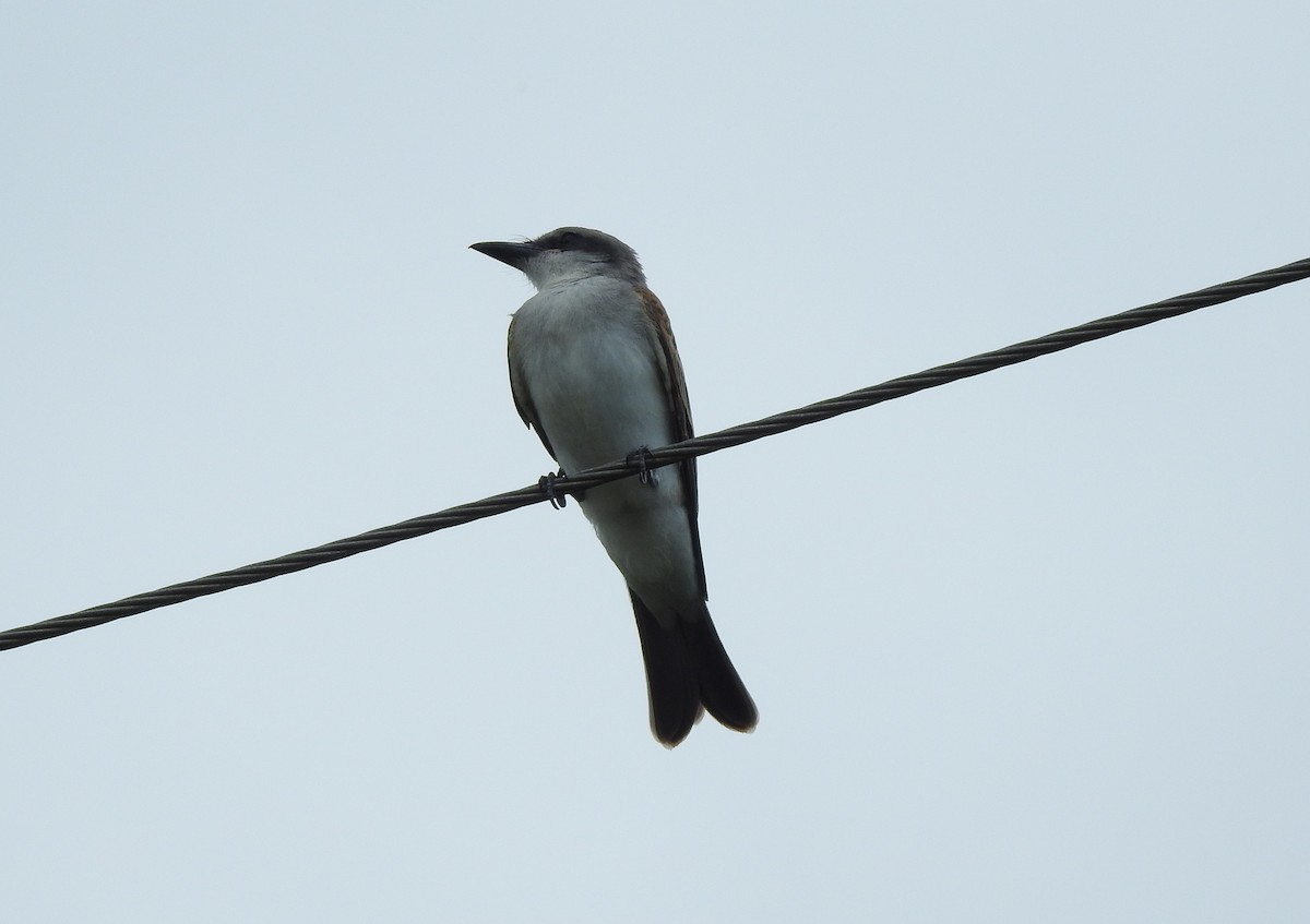 Gray Kingbird - ML638336119