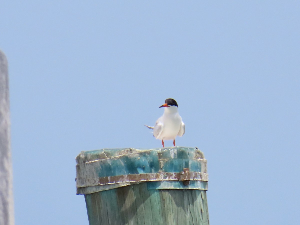 Roseate Tern - ML638336138