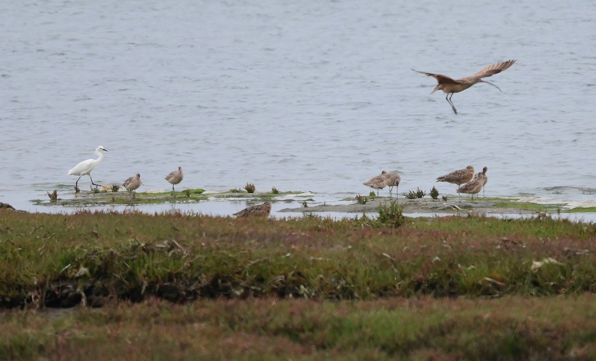 Long-billed Curlew - ML638336150