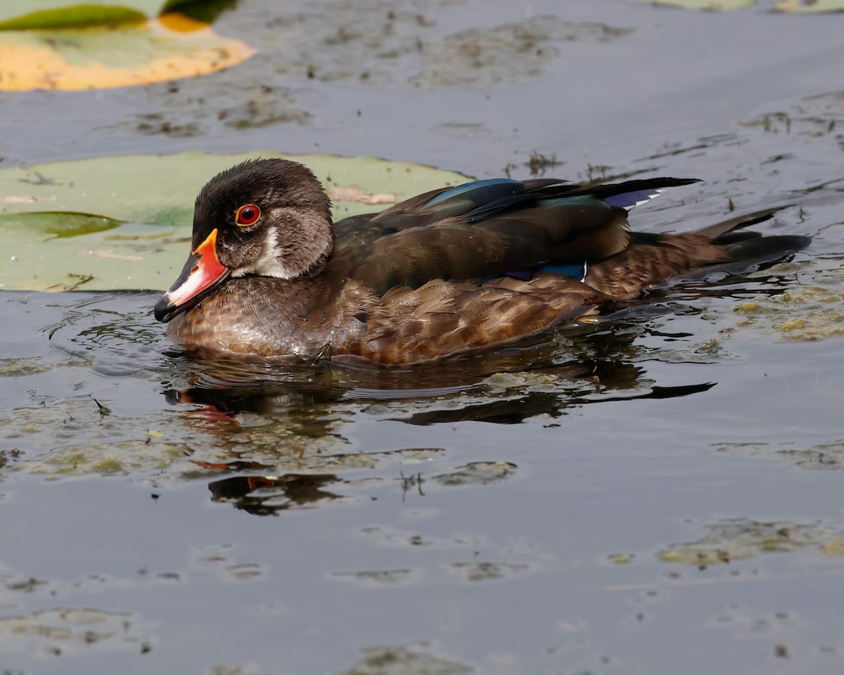 Pato Joyuyo - ML638336151