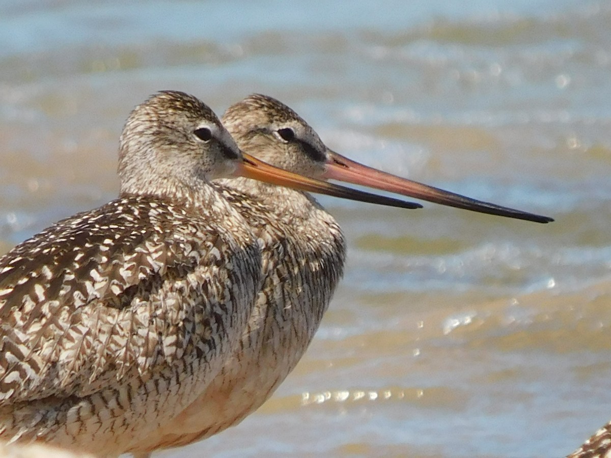 Marbled Godwit - ML638336175