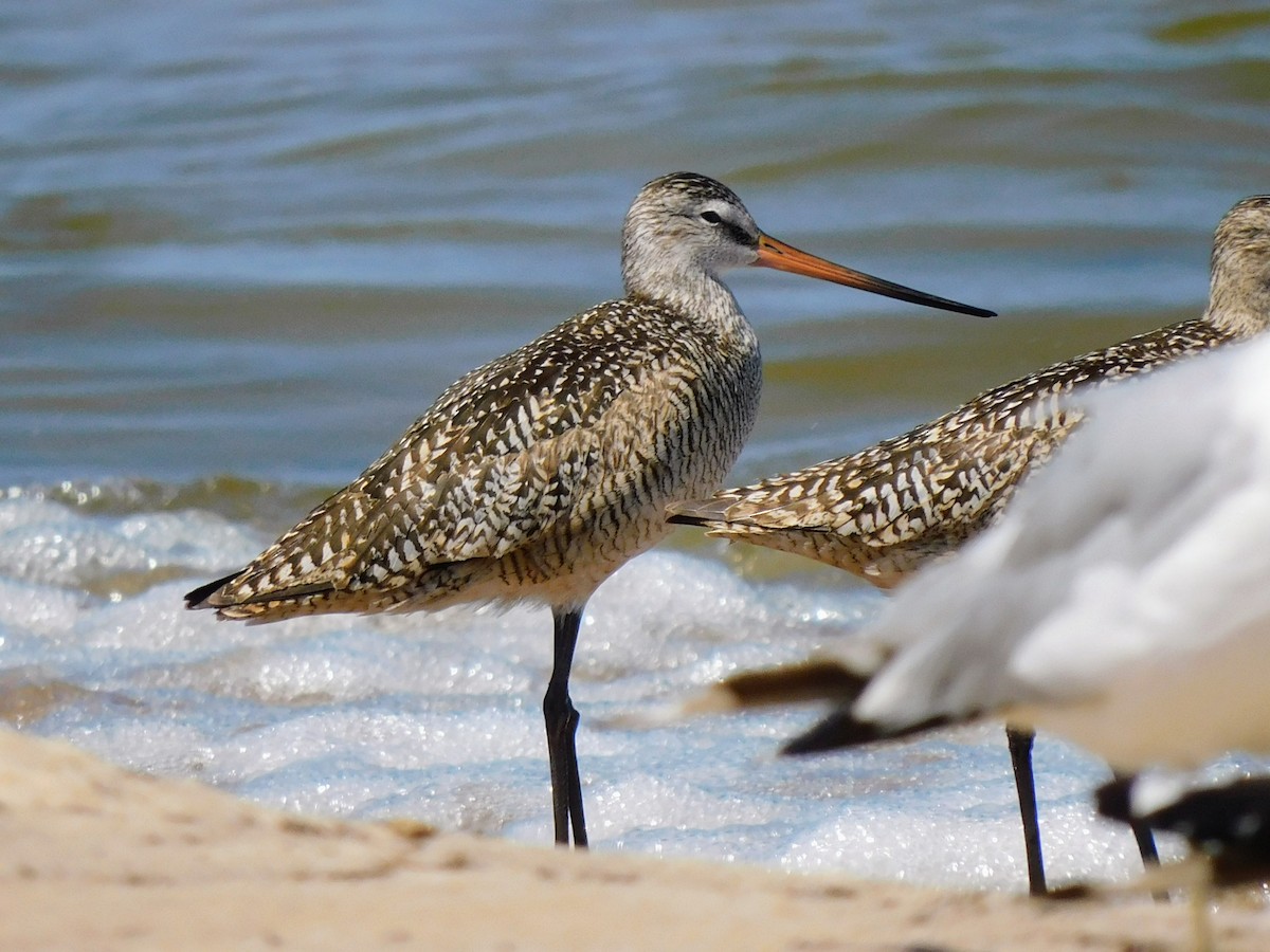 Marbled Godwit - ML638336178