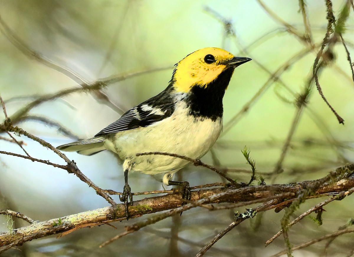 Hermit Warbler - ML638336182