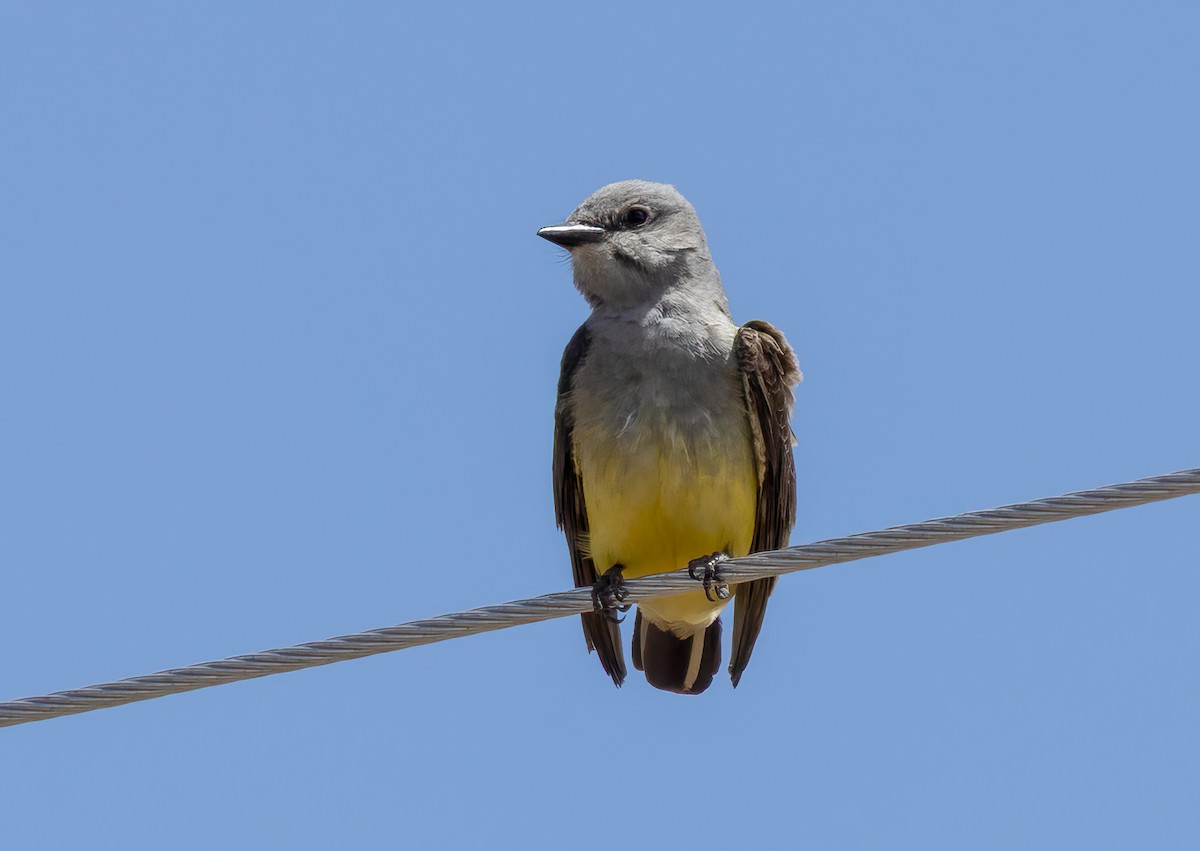 Western Kingbird - ML638336196