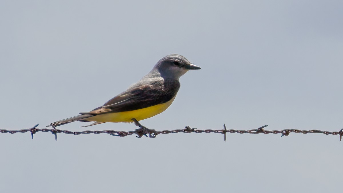 Western Kingbird - ML638336197