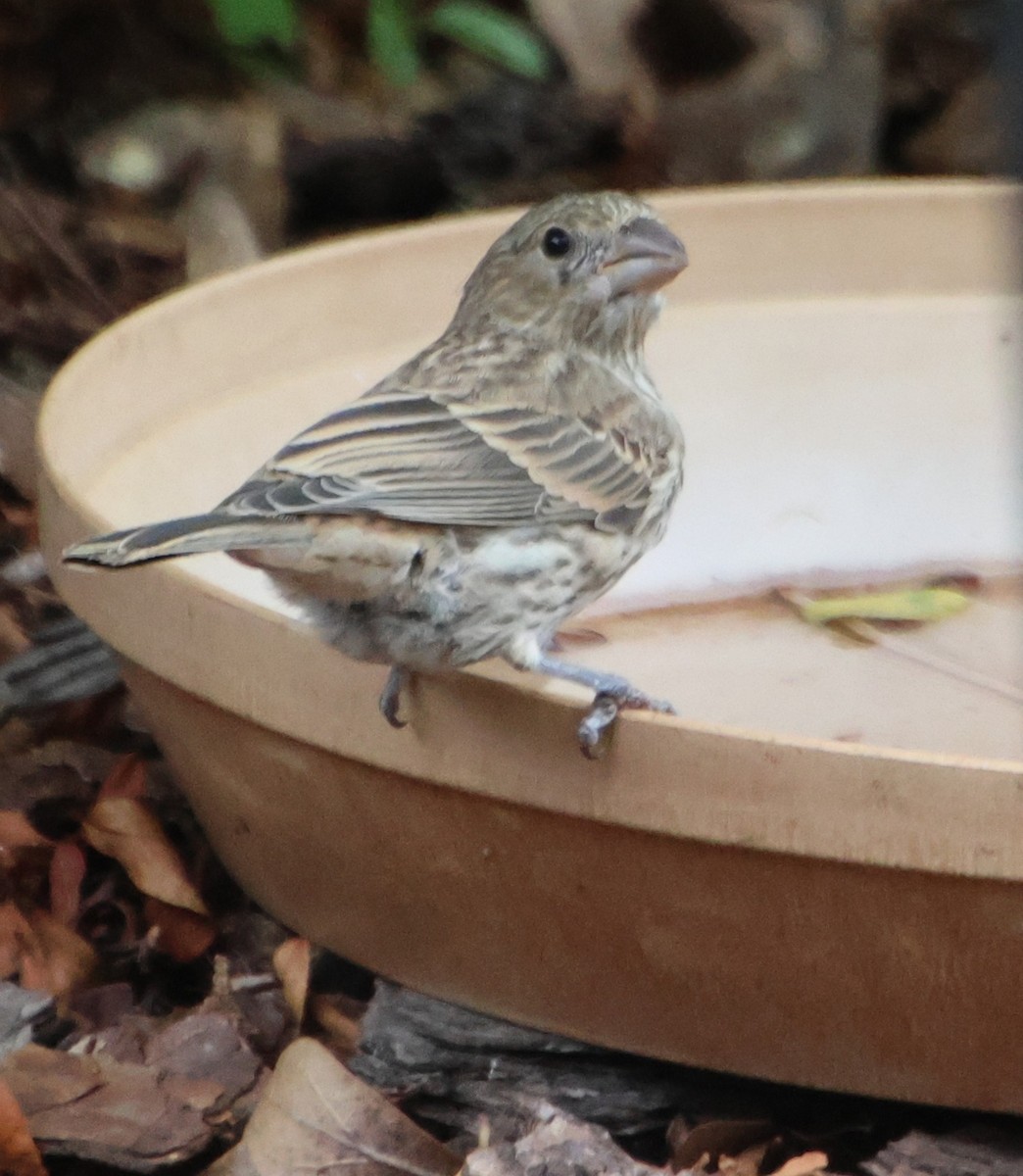 House Finch - ML638336201