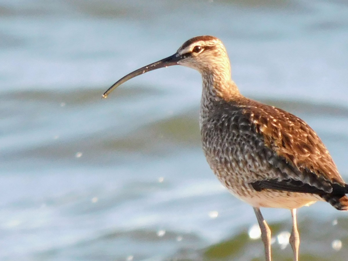 Whimbrel - ML638336203