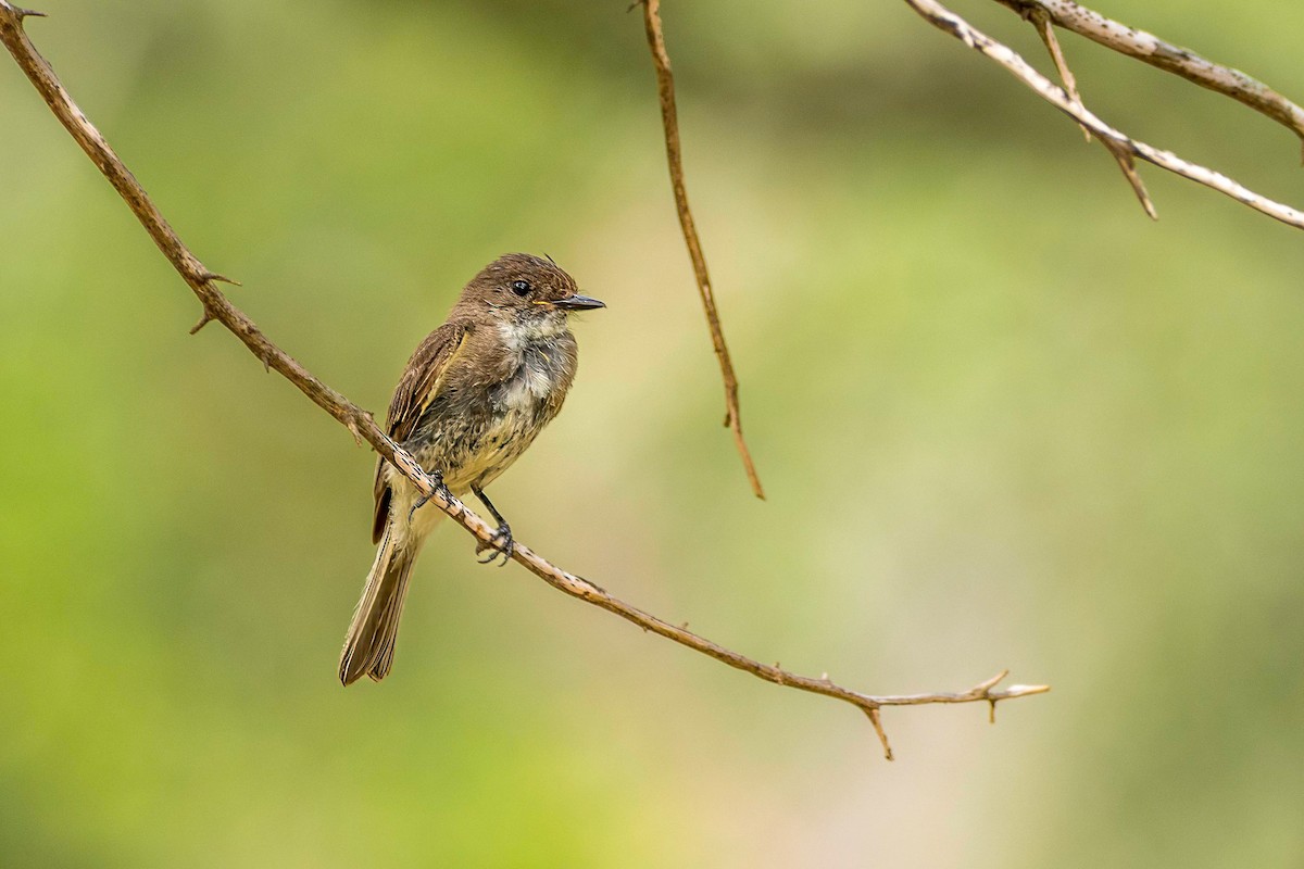 Eastern Phoebe - ML638336210