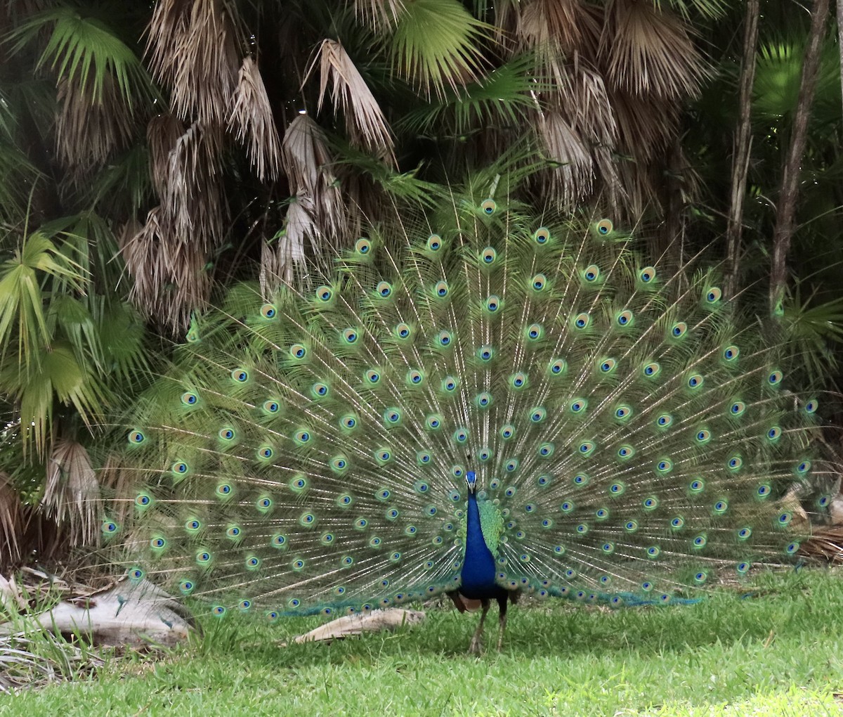 Indian Peafowl - ML638336212