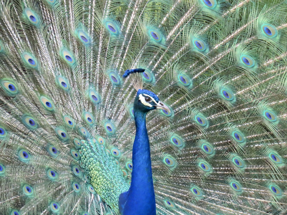 Indian Peafowl - ML638336213