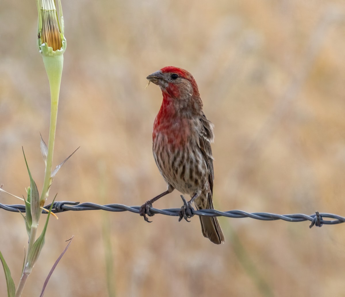 House Finch - ML638336227