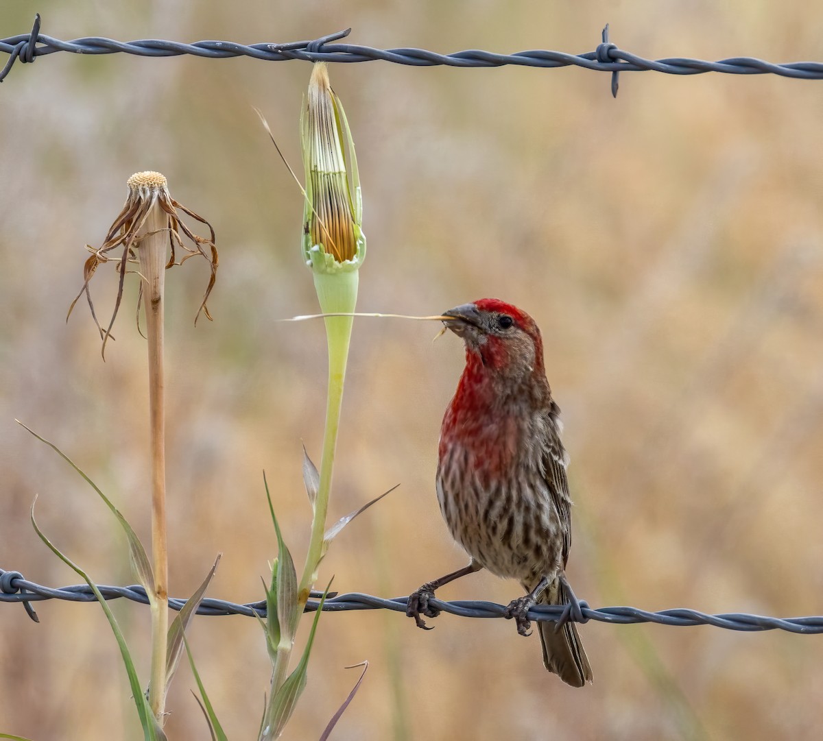 House Finch - ML638336228