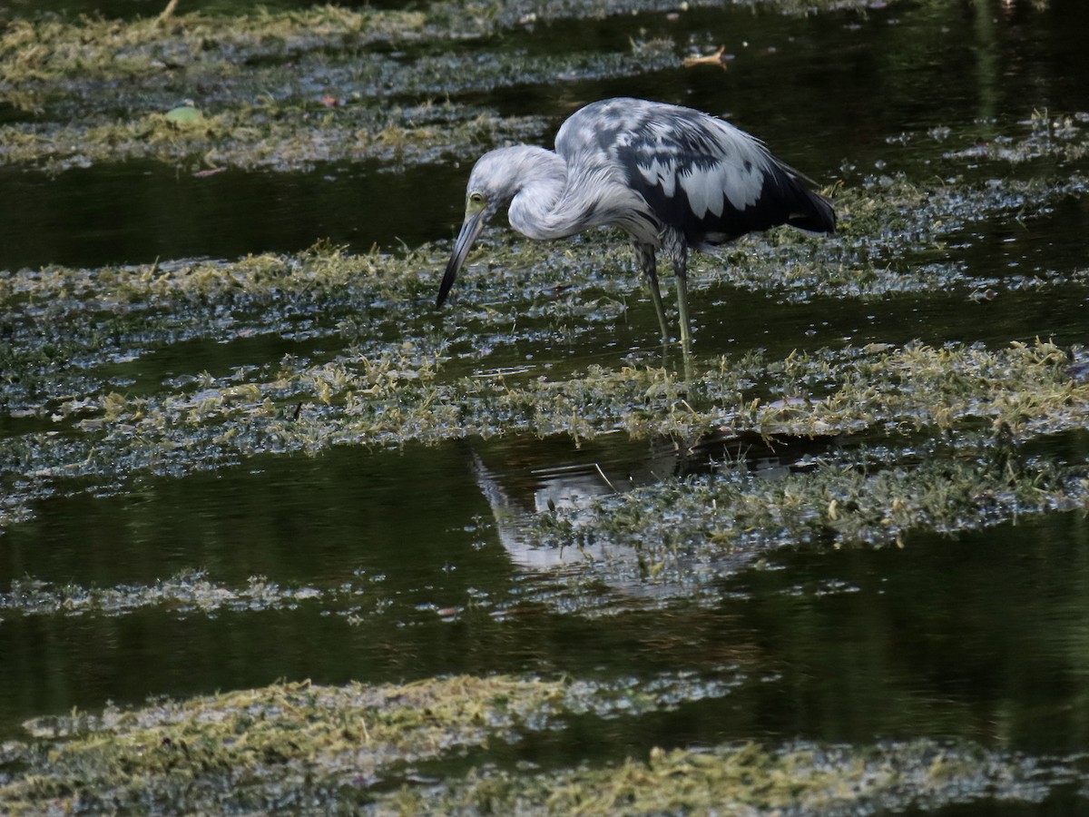 Little Blue Heron - ML638336251
