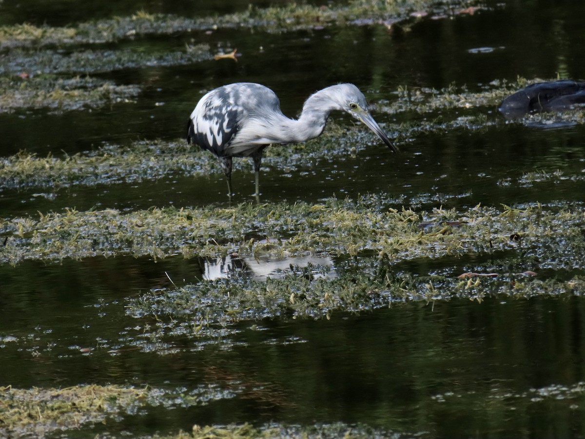 Little Blue Heron - ML638336252