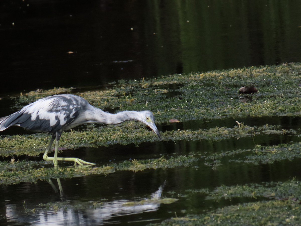 Little Blue Heron - ML638336254