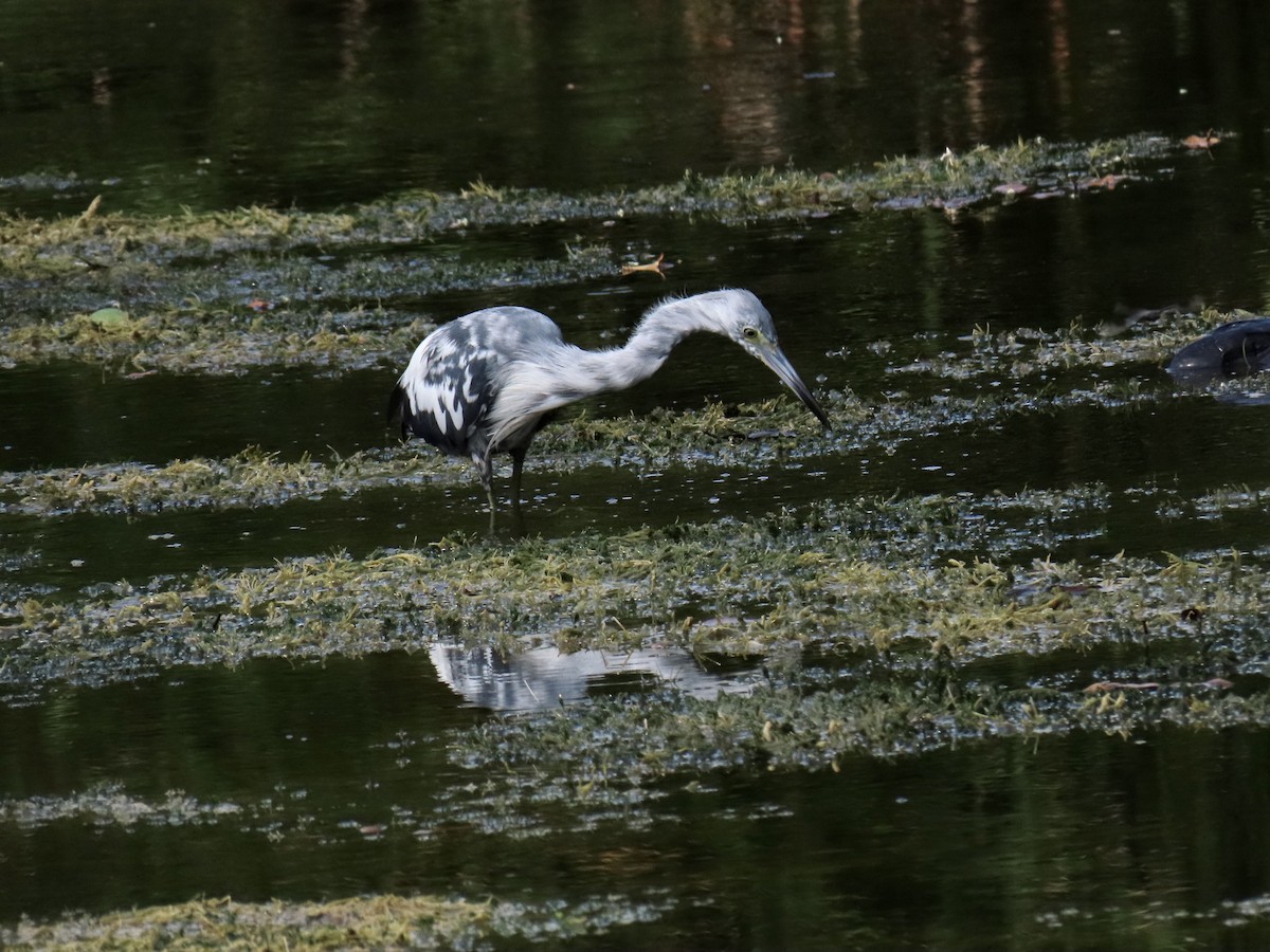 Little Blue Heron - ML638336255