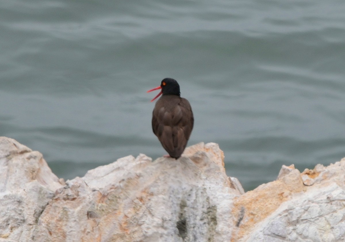 Black Oystercatcher - ML638336264