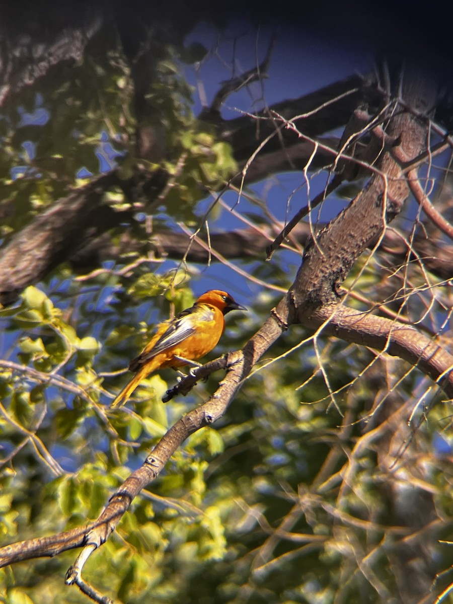 Bullock's Oriole - ML638336265