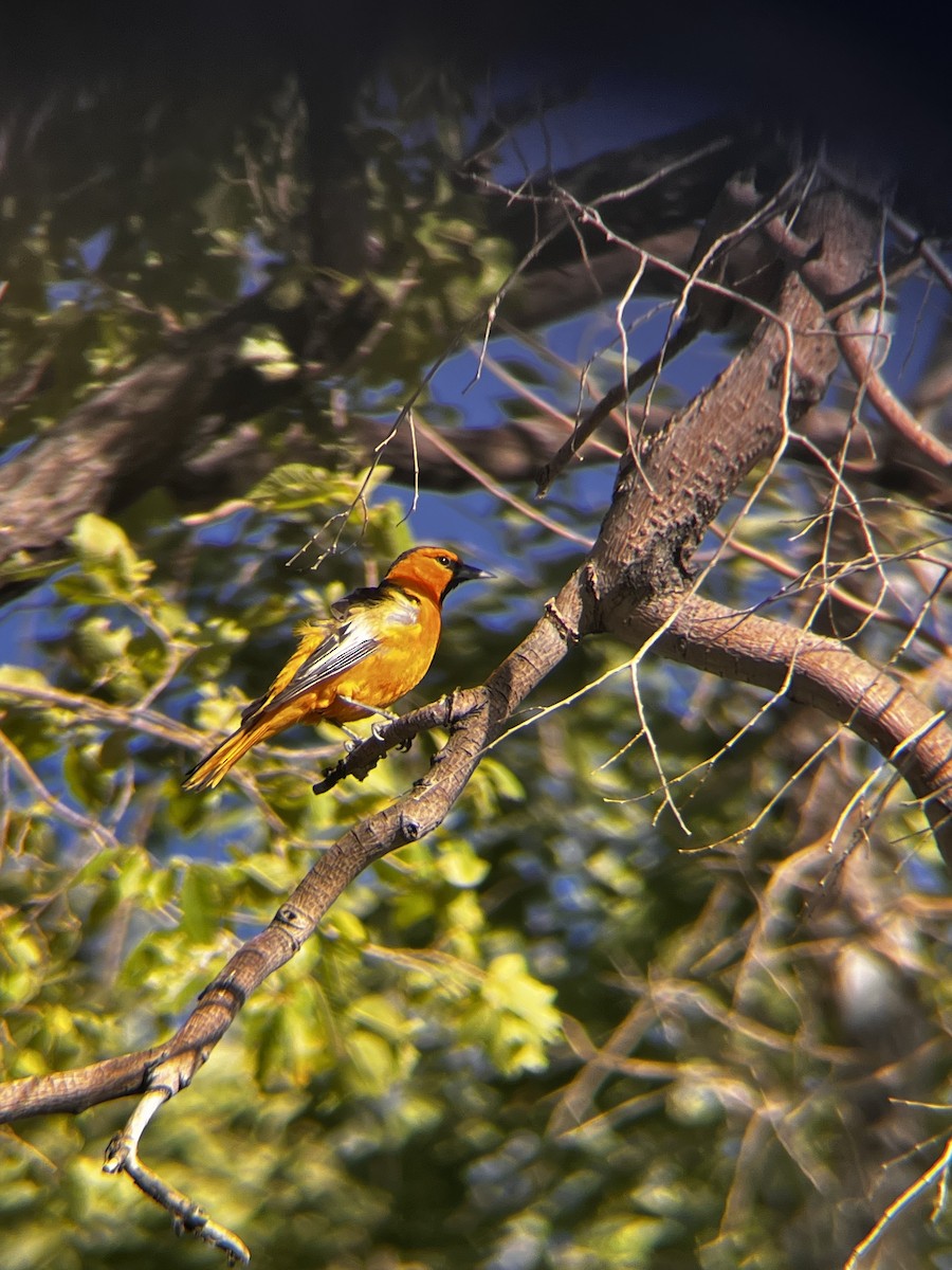 Bullock's Oriole - ML638336266