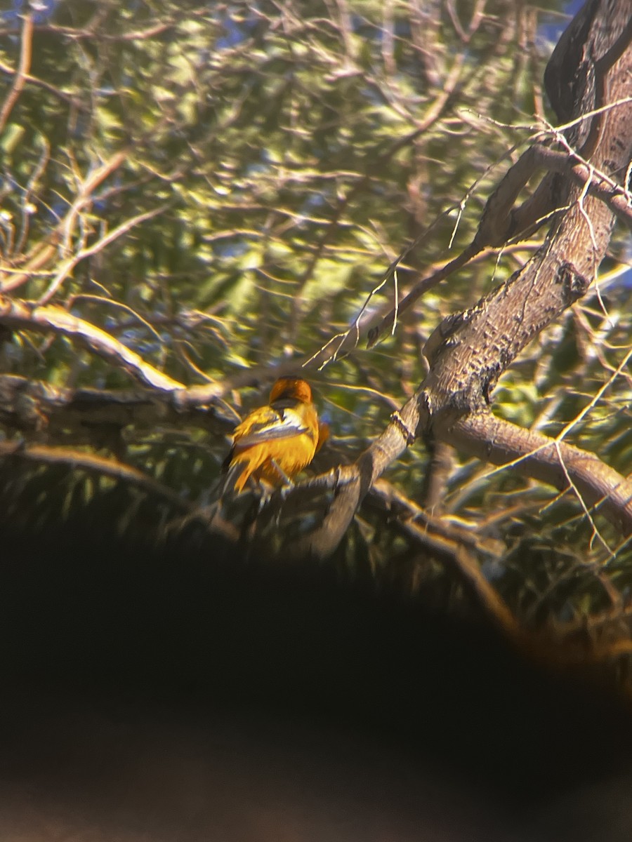 Bullock's Oriole - ML638336267
