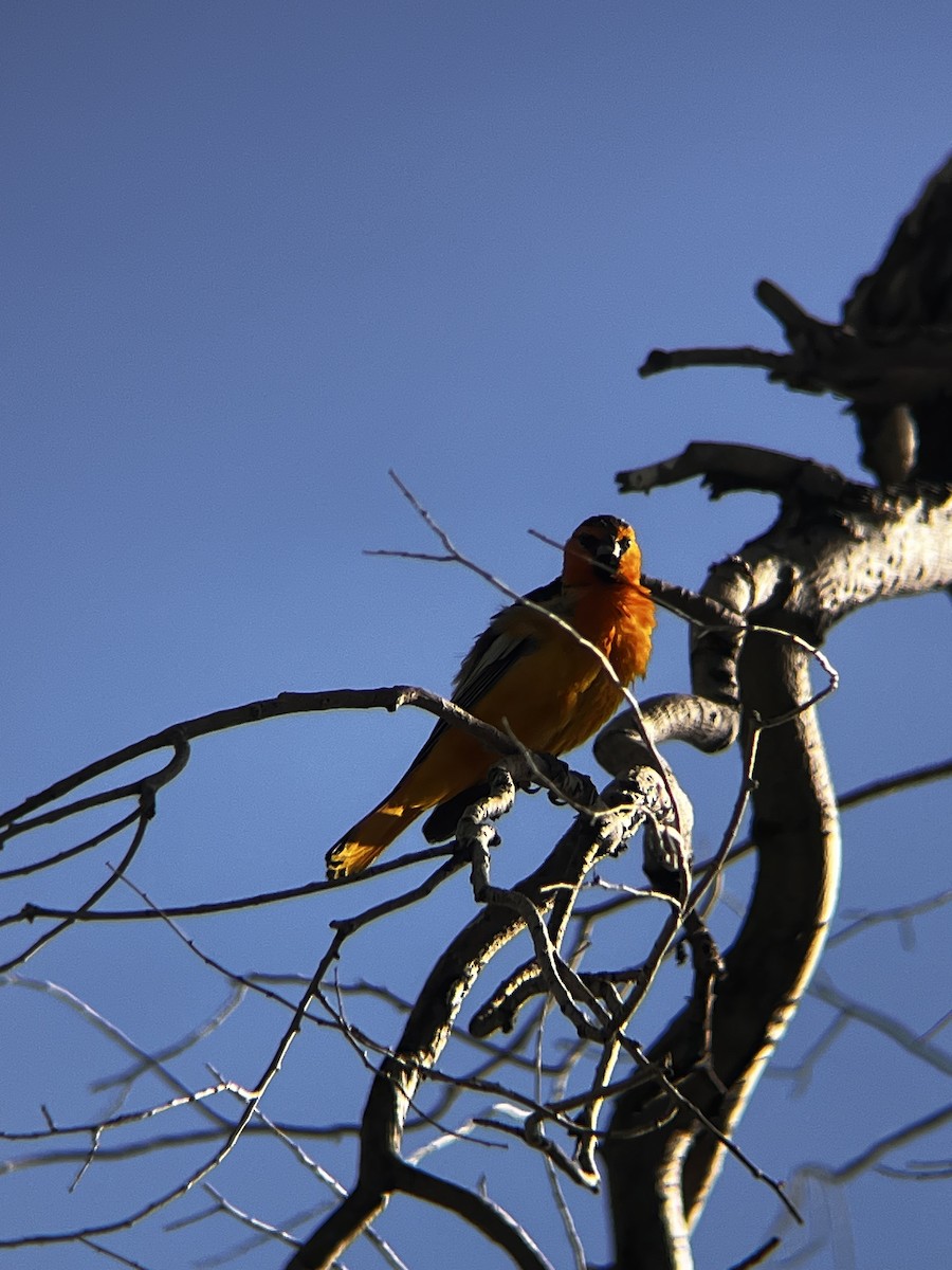 Bullock's Oriole - ML638336268