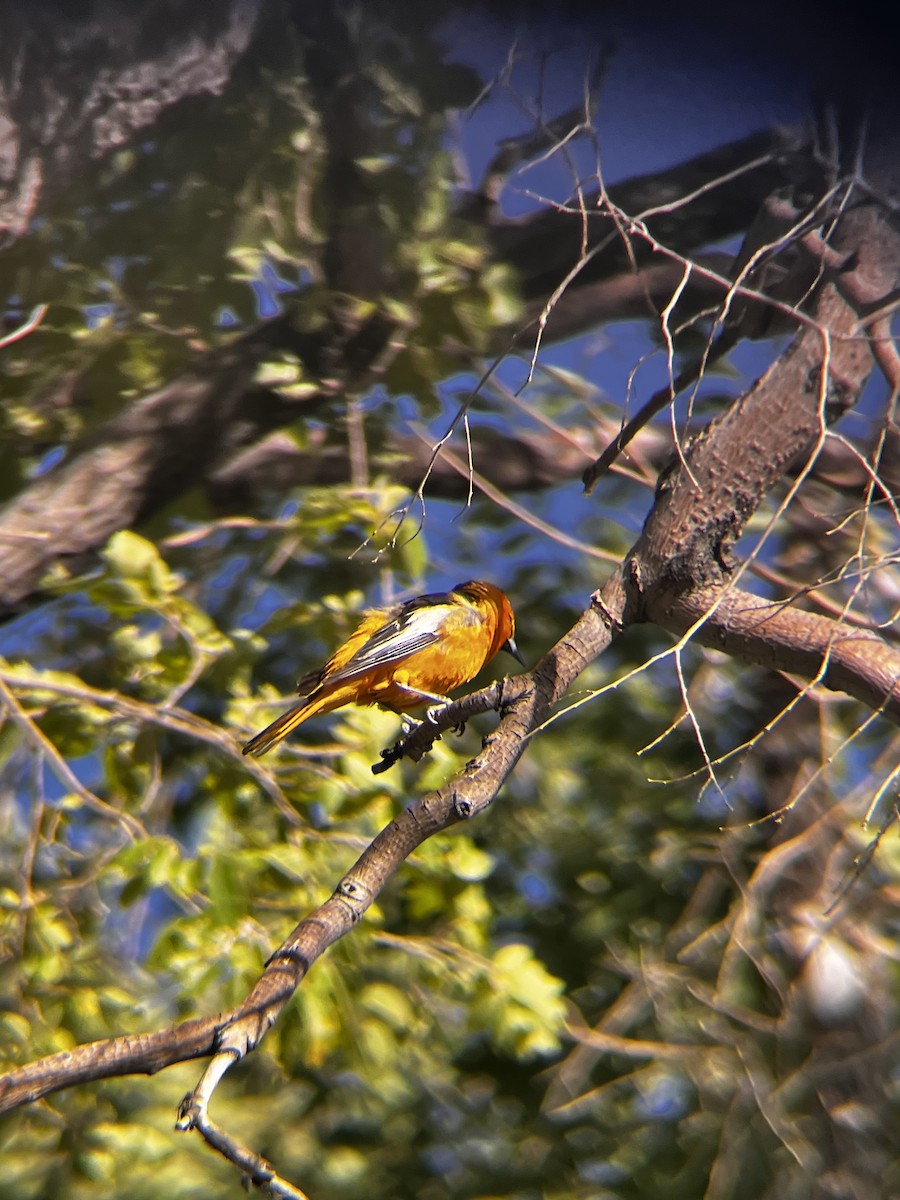 Bullock's Oriole - ML638336269