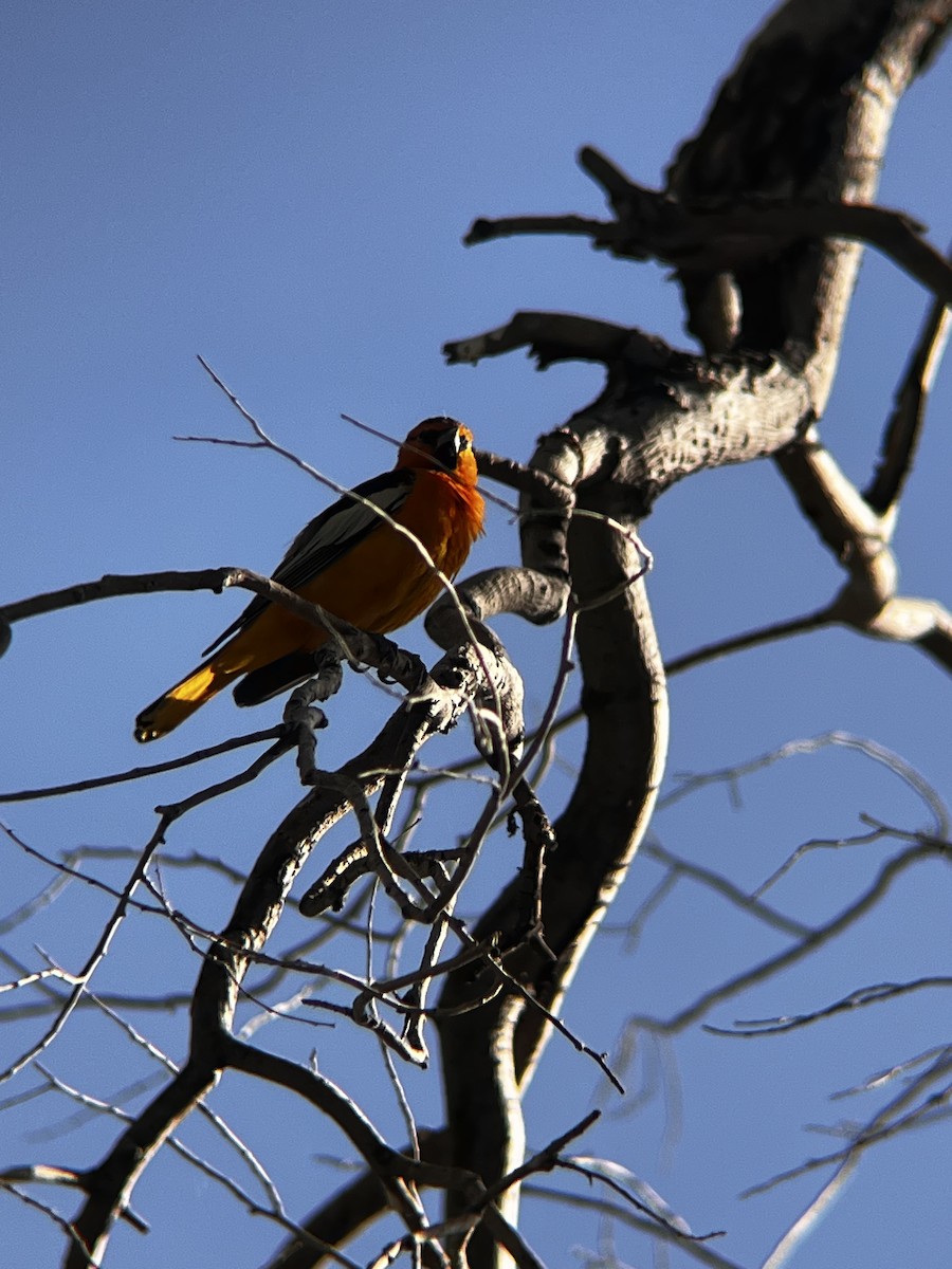 Bullock's Oriole - ML638336270