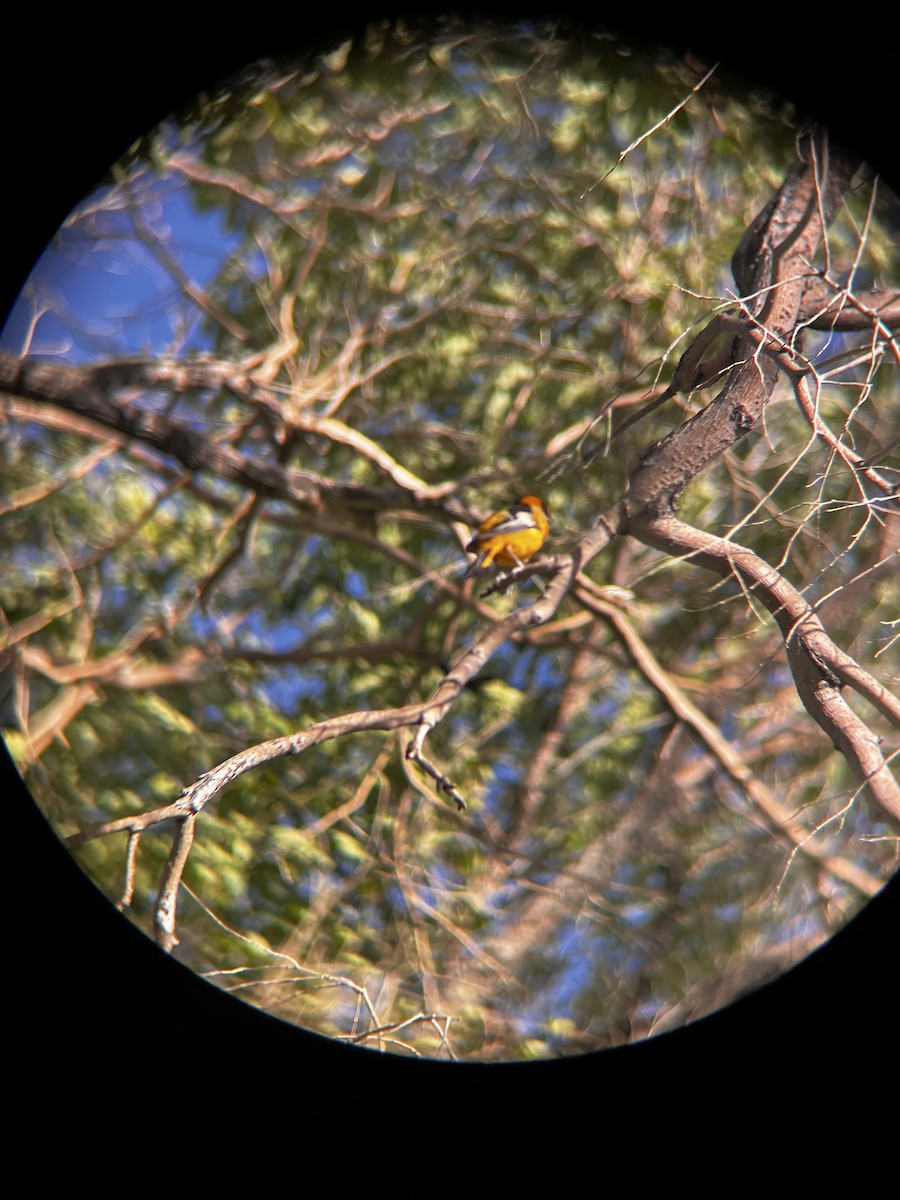 Bullock's Oriole - ML638336271