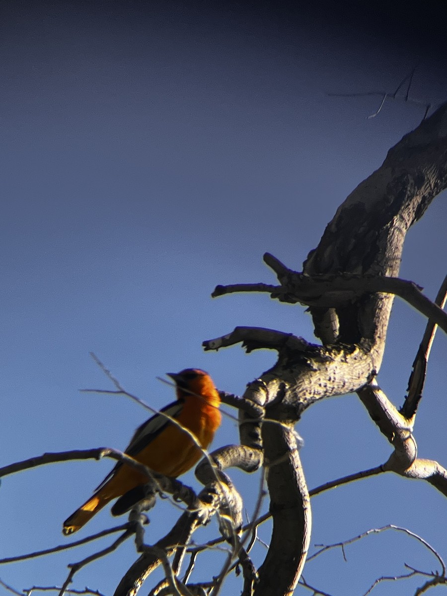Bullock's Oriole - ML638336272