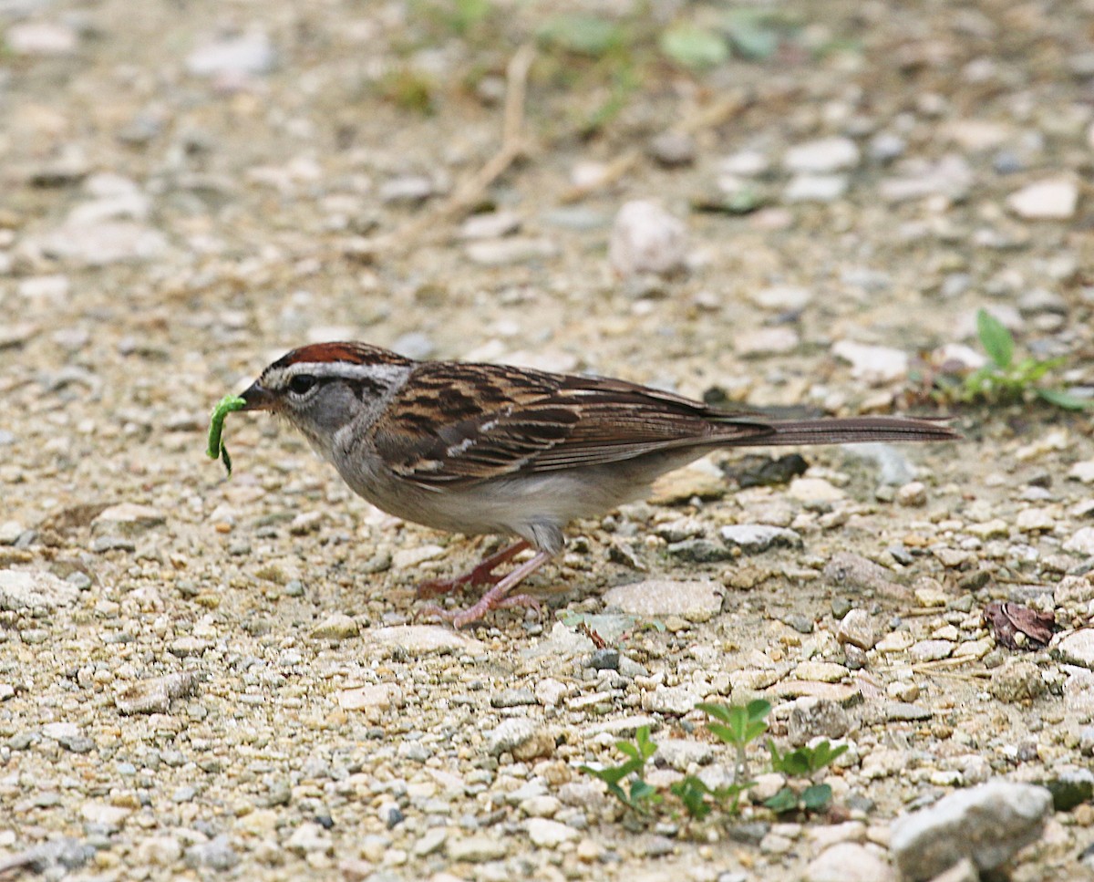 Chipping Sparrow - ML638336274