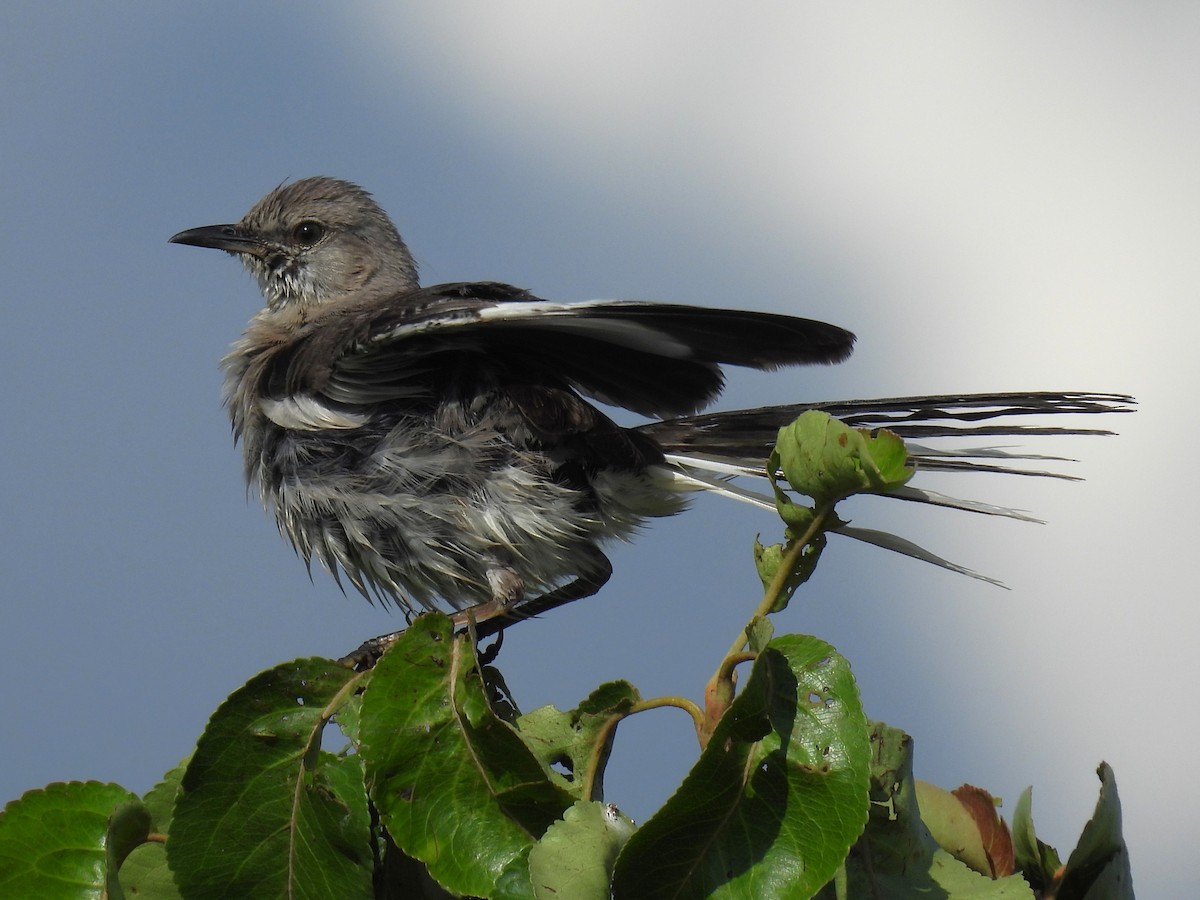 Northern Mockingbird - ML638336275