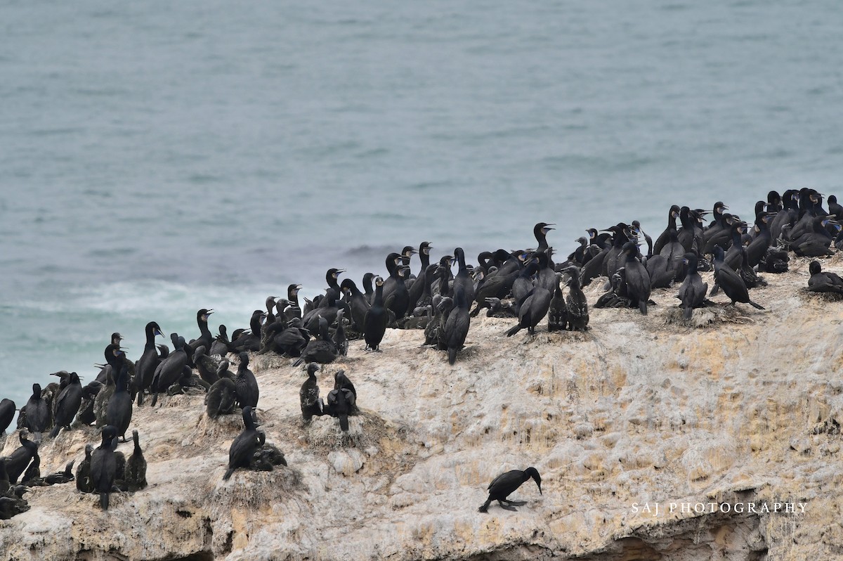 Brandt's Cormorant - ML638336289