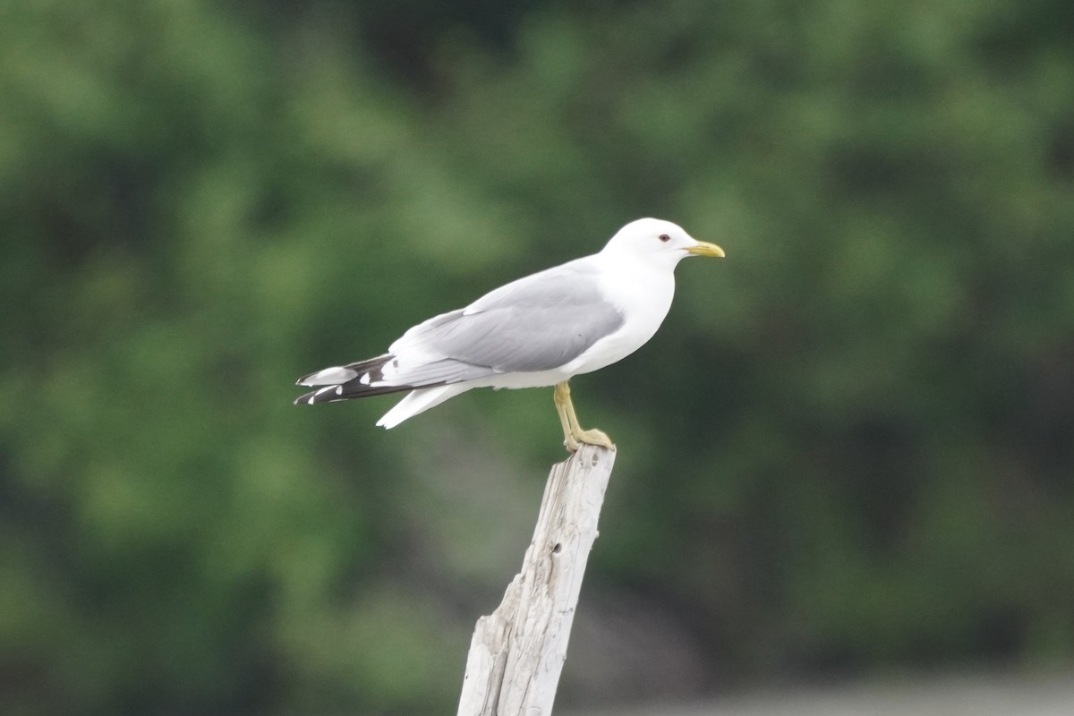 Short-billed Gull - ML638336297
