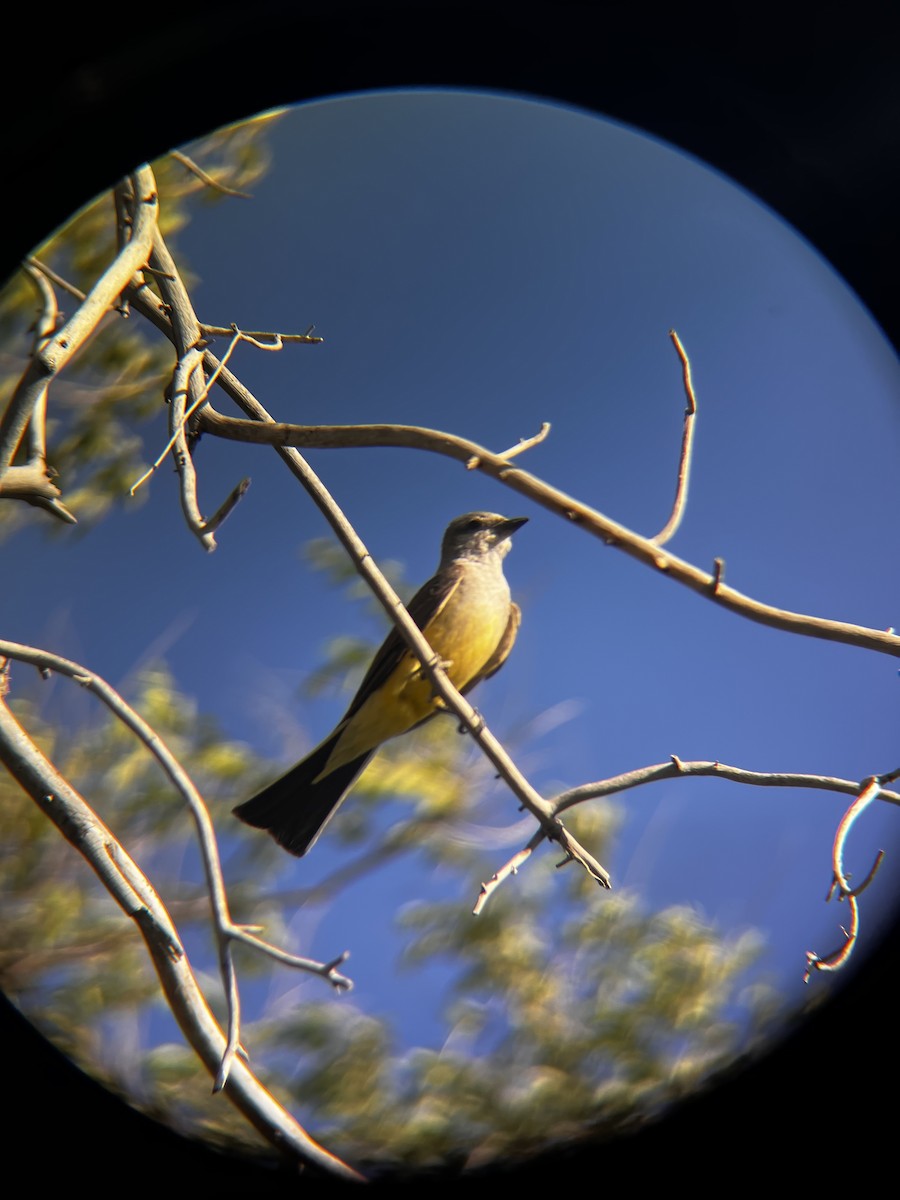Western Kingbird - ML638336298