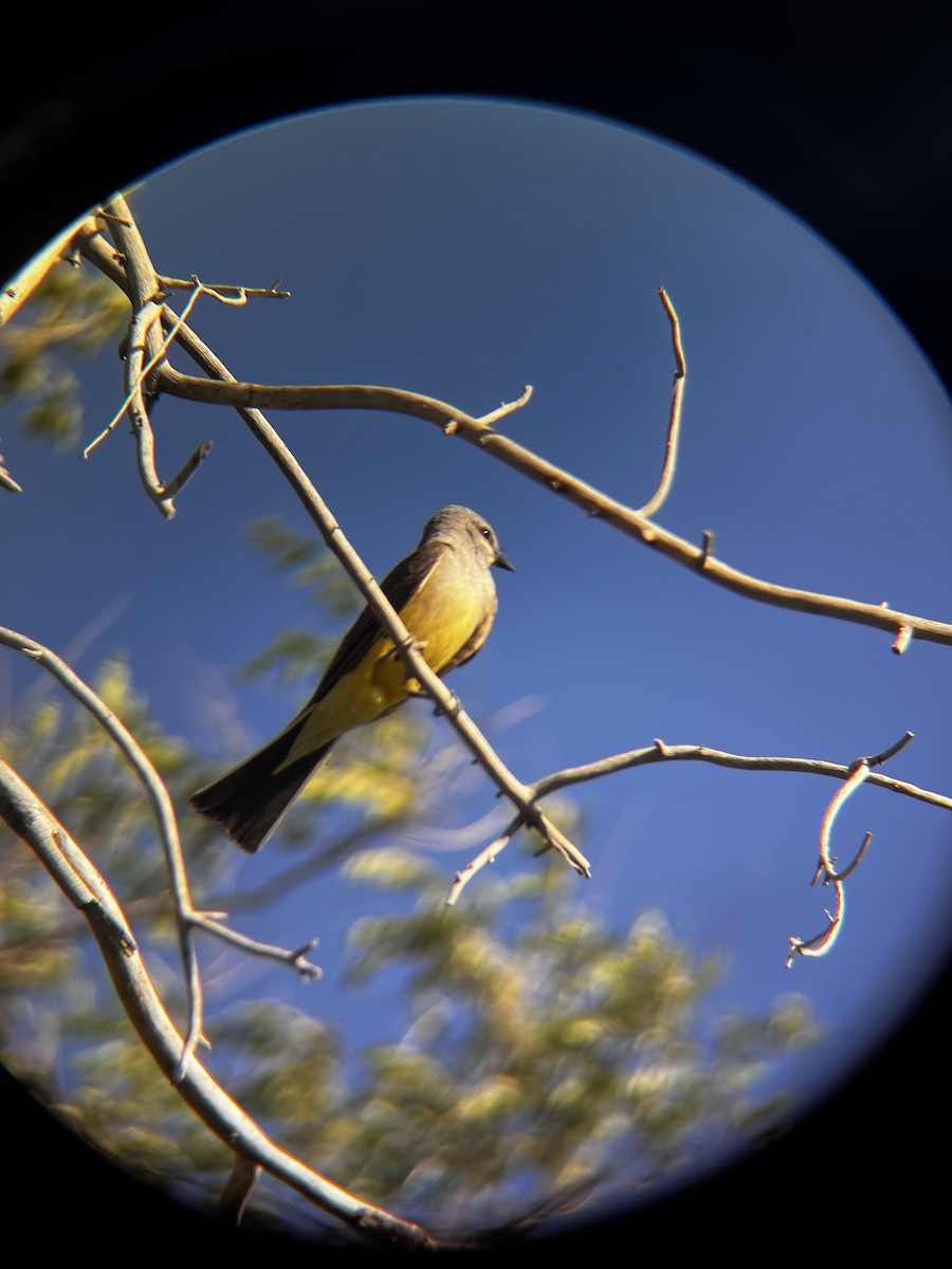 Western Kingbird - ML638336299