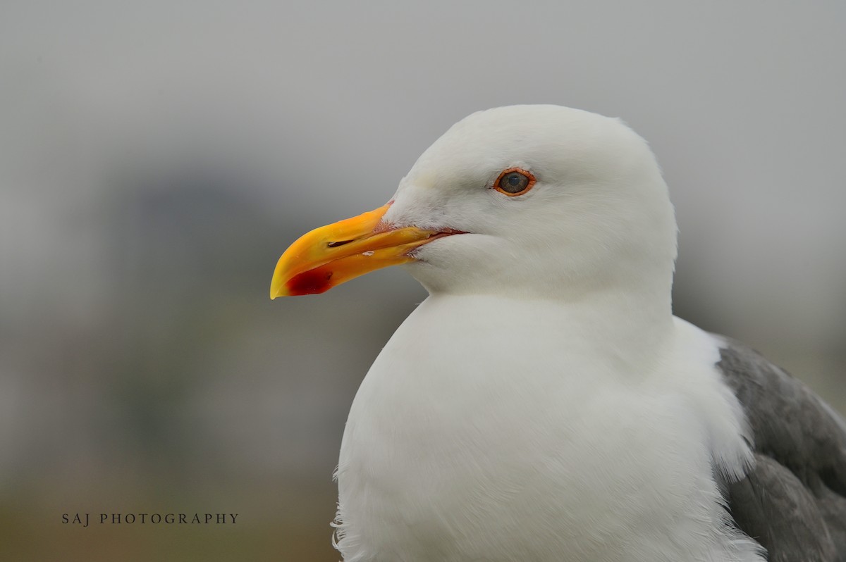 Western Gull - ML638336312