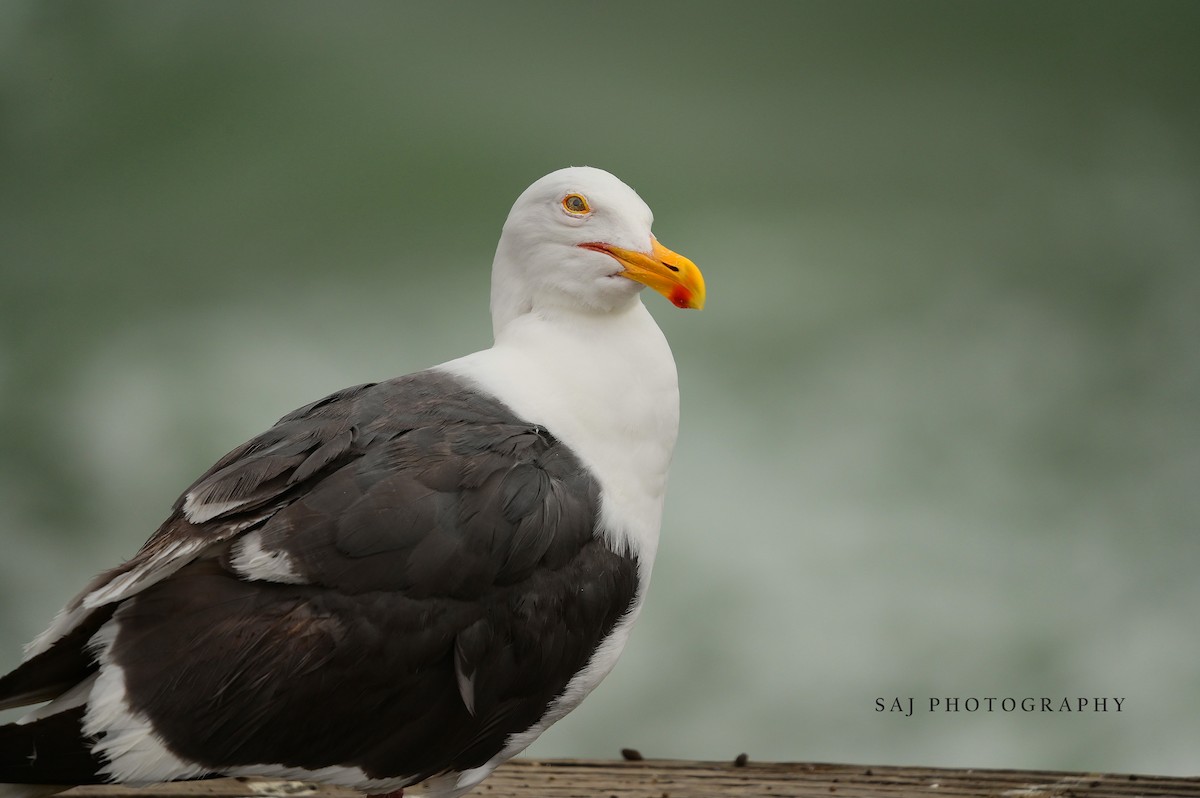 Western Gull - ML638336314