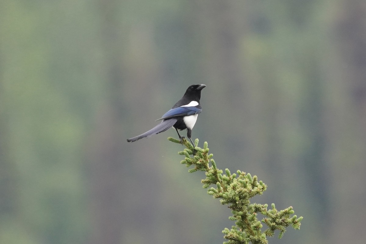 Black-billed Magpie - ML638336315