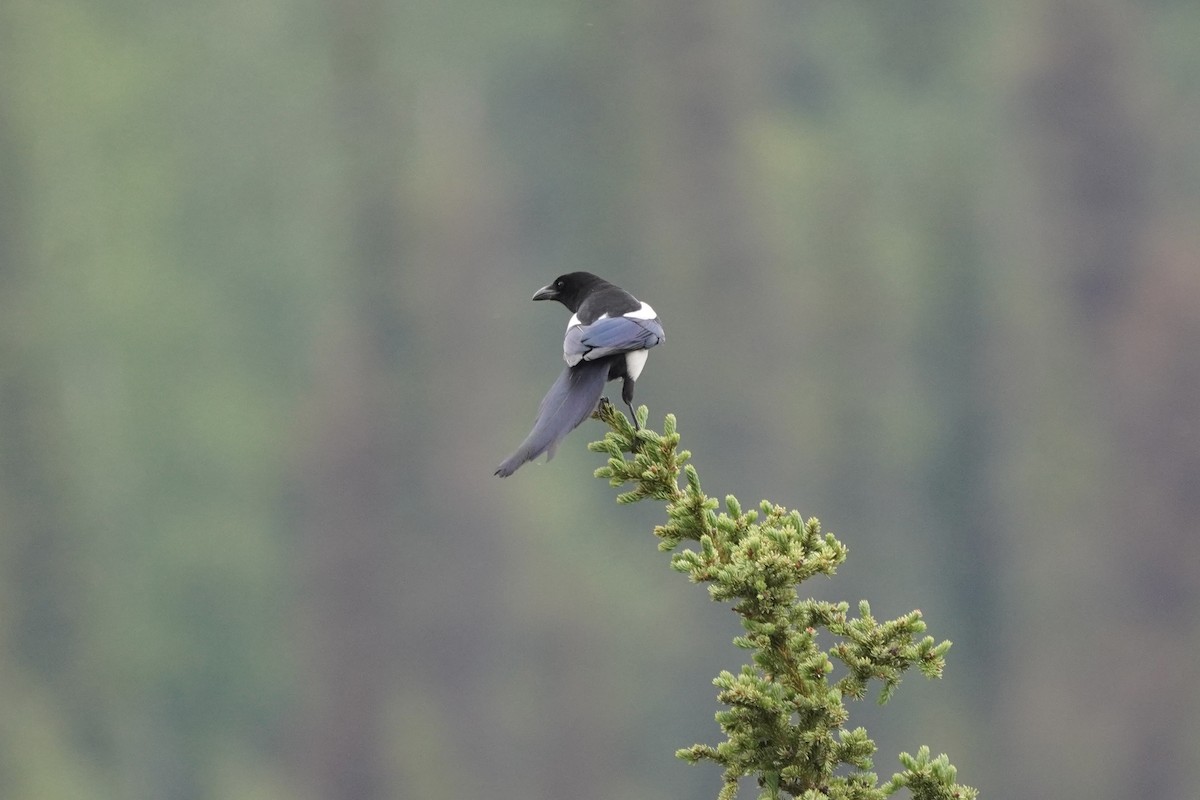 Black-billed Magpie - ML638336316