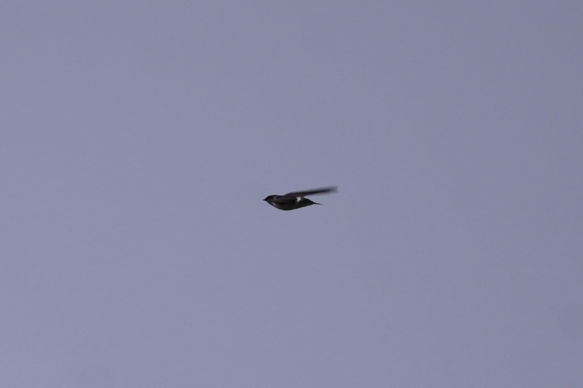 Golondrina Verdemar - ML638336324