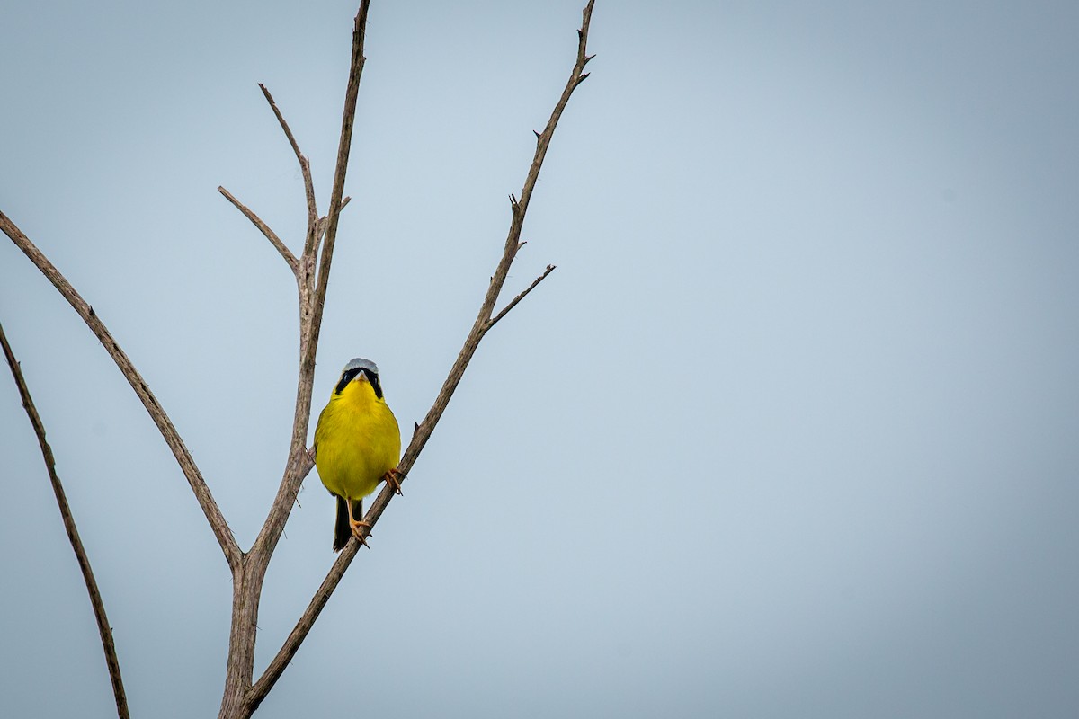 Masked Yellowthroat - ML638336326