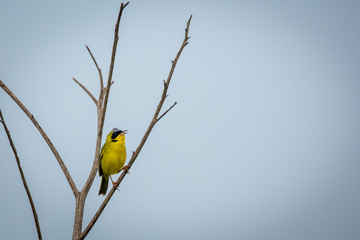 Masked Yellowthroat - ML638336327